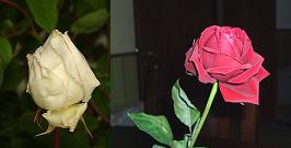 Dos Rosas blancas y una rosa roja...